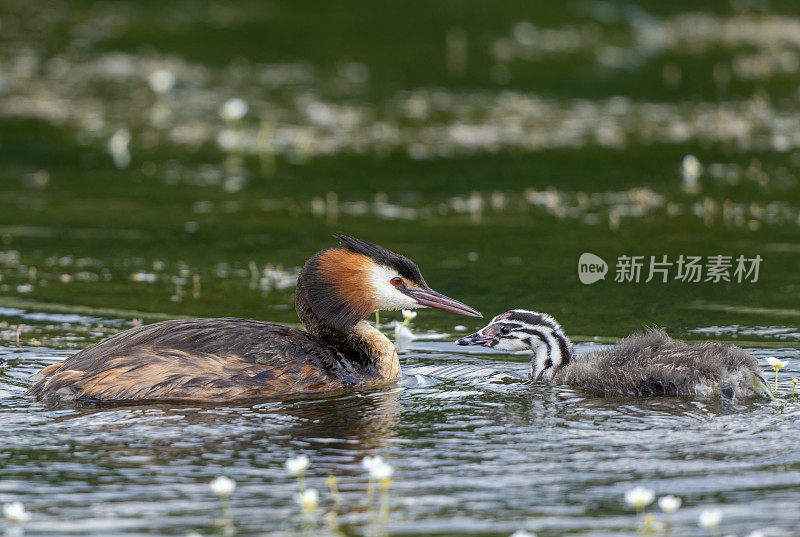 成年和年轻的大凤头grebe (Podiceps cristatus)